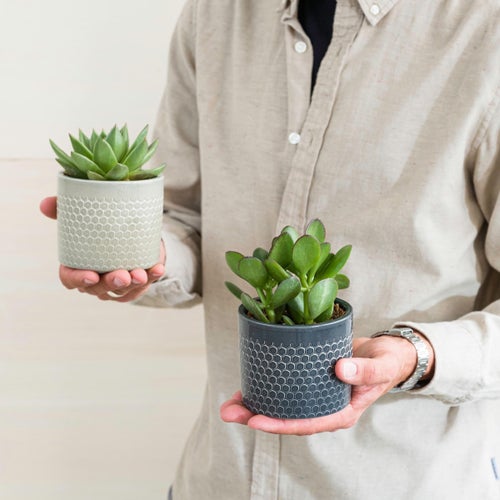 En buket og en plante specielt til dem